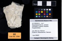 Foto (Objekt + Etikett) von Mesoparapylocheles sp.  (NHMW-GEO-2017-0093-0015)